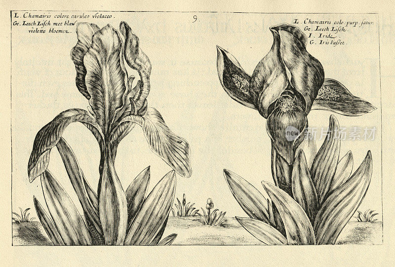 植物花卉木刻印刷的Chamaeiris，虹膜，从Hortus Floridus由Crispin de Passe，复古插图